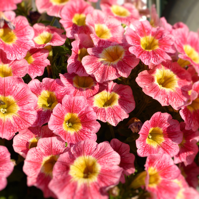 Petunia Seeds Flowers Perennial Flowers Seed Annual US SELLER 175 Seeds Garden