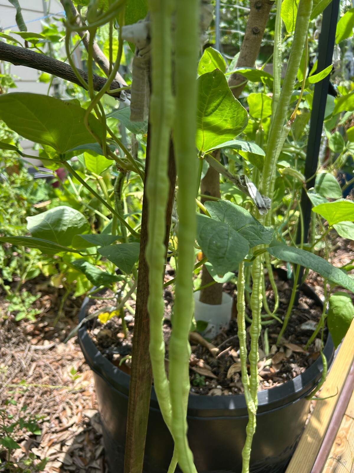 50+ Dark Green Yard Long Bean seeds Chinese Asparagus Heirloom
