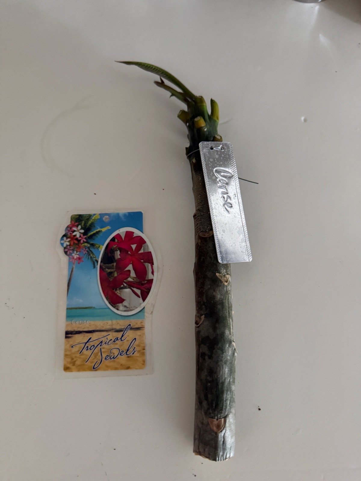 Plumeria Cerise Non rooted cutting 9″ + 1 tip. Beautiful Dark Red