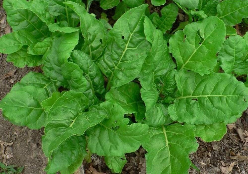 Swiss Chard Seeds, Perpetual Spinach Swiss Chard Seeds, “COOL BEANS N SPROUTS”