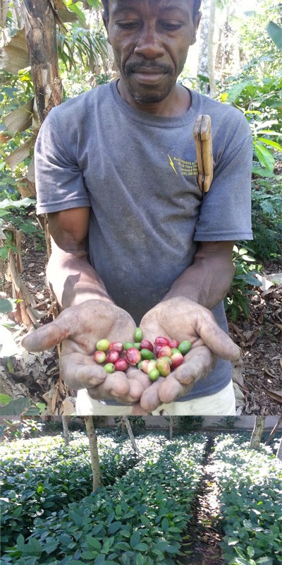 Haitian Plateau Blue Pine Coffee Bean Tree Seeds (25) / Fantastic / Super Rare