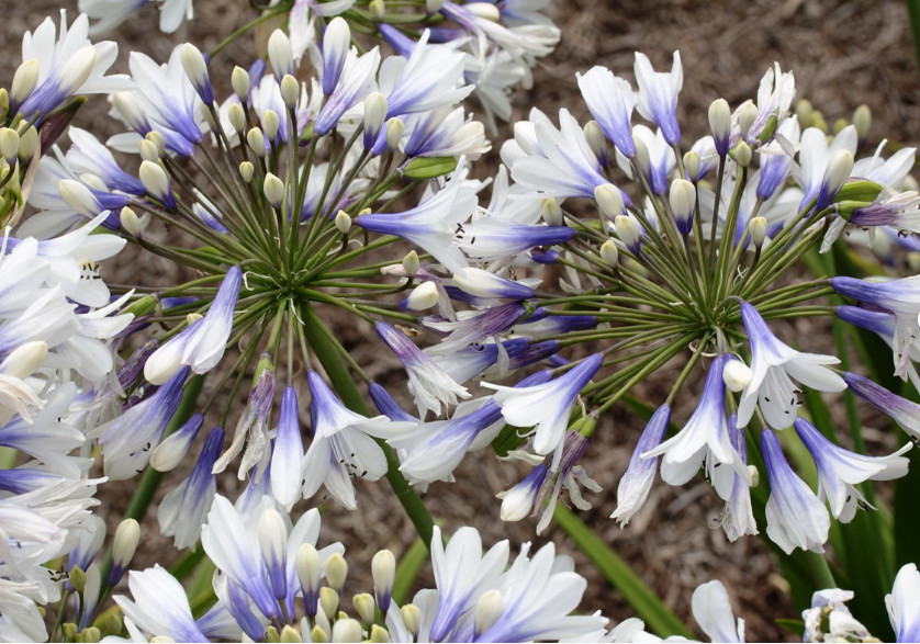 Agapanthus Lily of the Nile – Twister – 1 Bareroot – Read Description