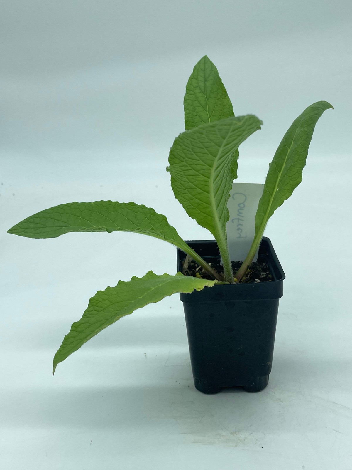 Comfrey Starter Plant Symphytum Officinale Great Pollinator Plant!