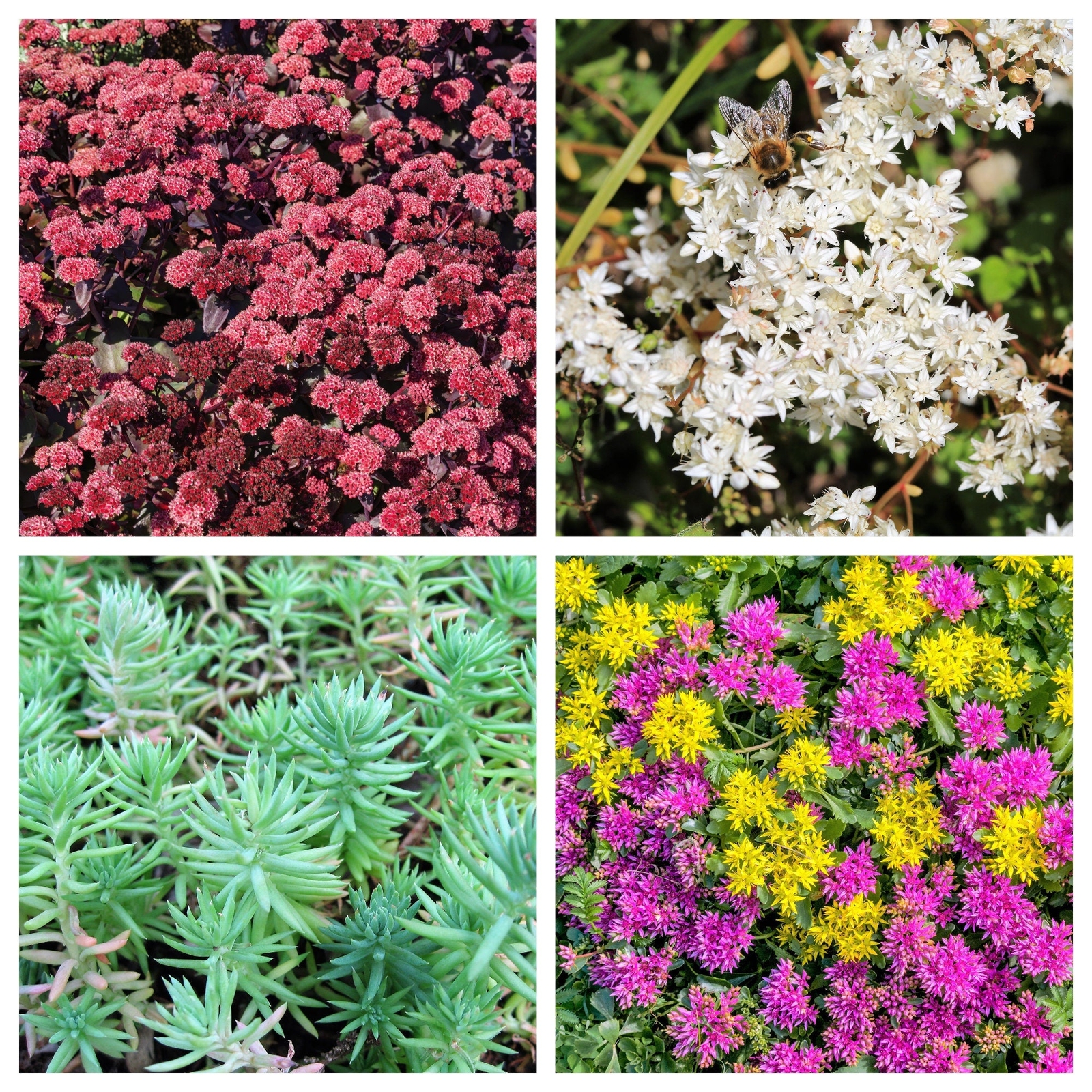 150 MIXED SEDUM Stonecrop Succulent Groundcover Red Pink Purple + Flower Seeds