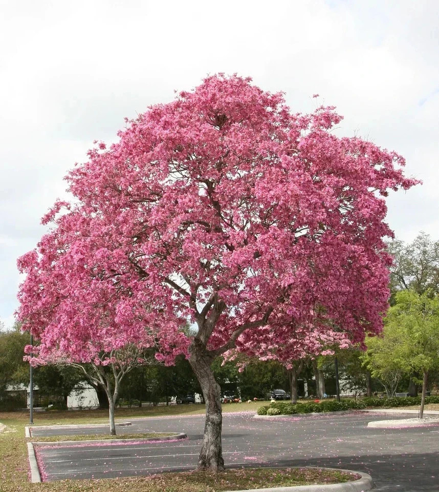 24”-36” Tabebuia Trumpet Tree-Tabebuia heterophylla-Rooted Starter Plant