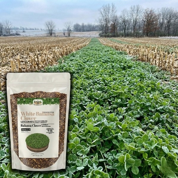 Old Cobblers Farm™ Wicked Tuff Turf Balansa Clover (Legumes) – Pastures Lawns