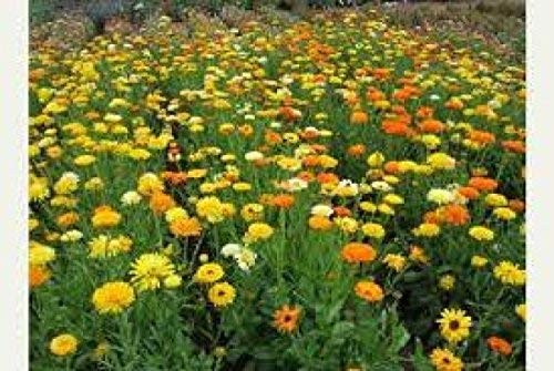 Non GMO Bulk Calendula Seeds Fancy Mix Calendula Officinalis 1/4 Lb Pouch