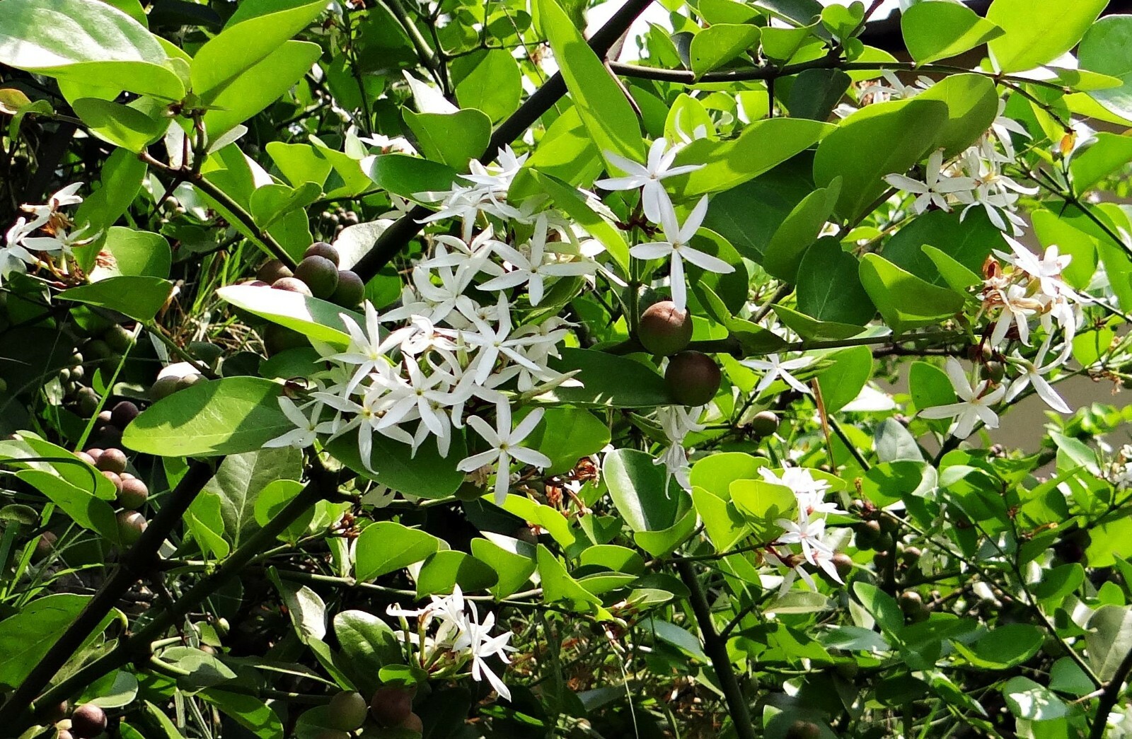 10 seeds -Carissa carandas – Bengal Currant -See Full description Below