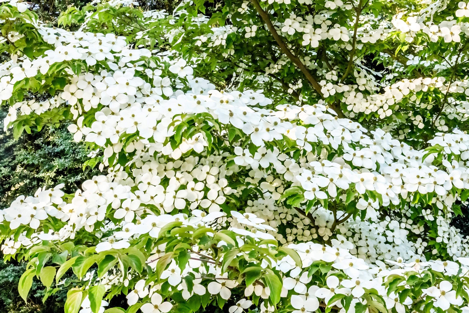 20 HIMALAYAN DOGWOOD / STRAWBERRY Tree White & Pink Flower Red Fruit Seeds