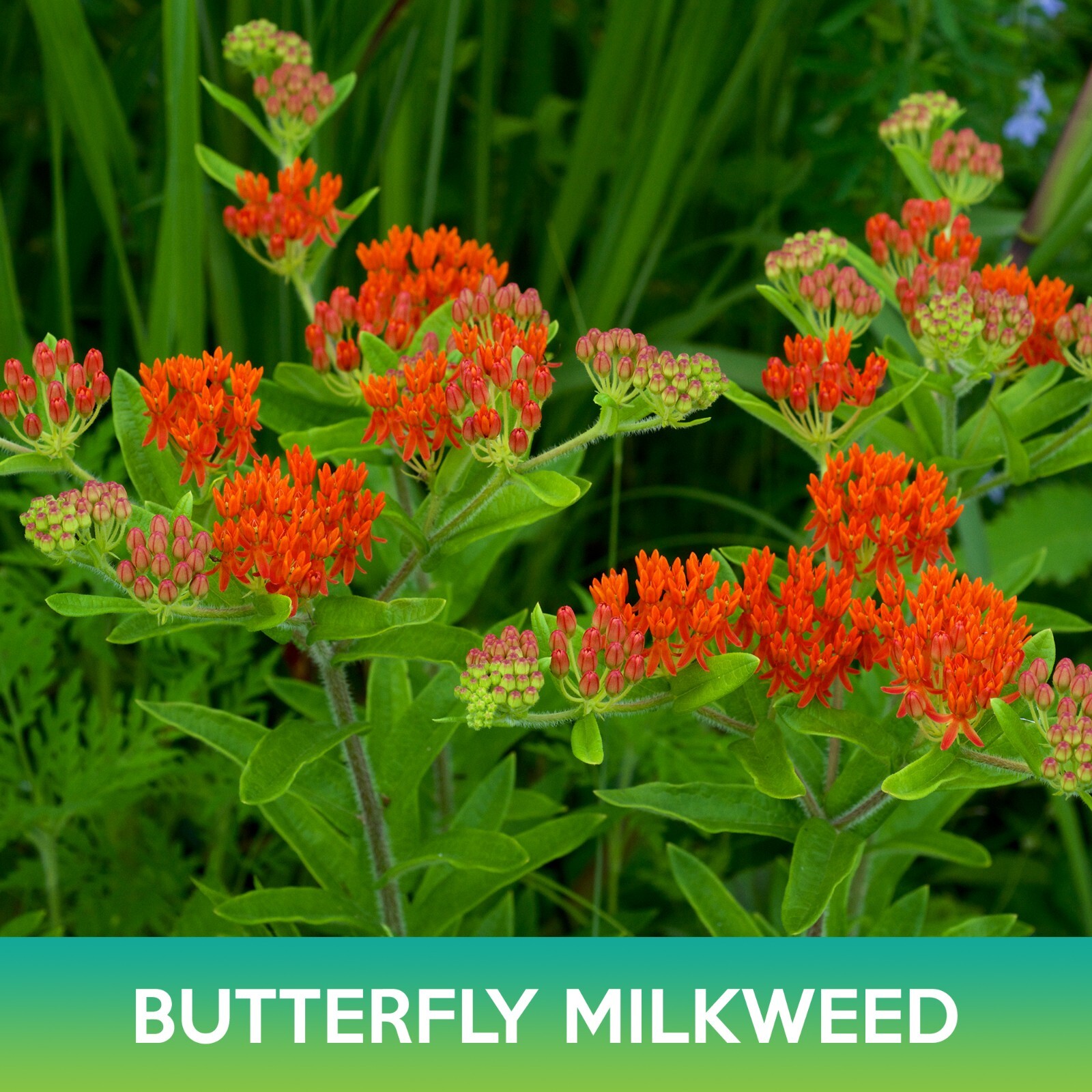 Butterfly Milkweed Seeds, Asclepias Tuberosa
