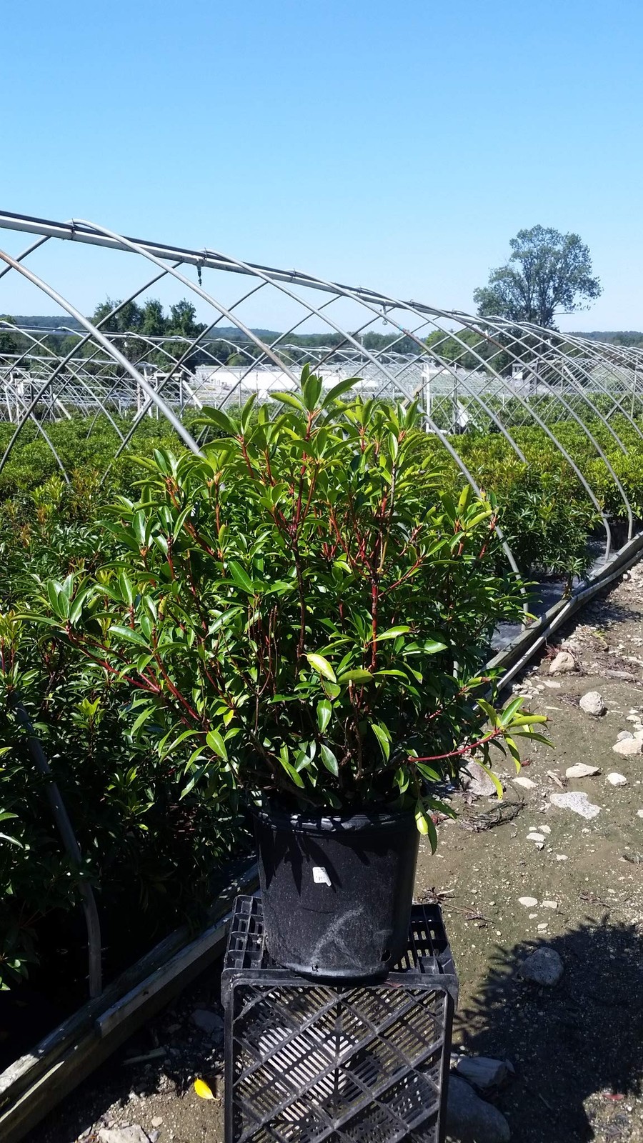 Live Plant From Green Promise Farms Kalmia Lat. Kaleidoscope Mountain Laurel