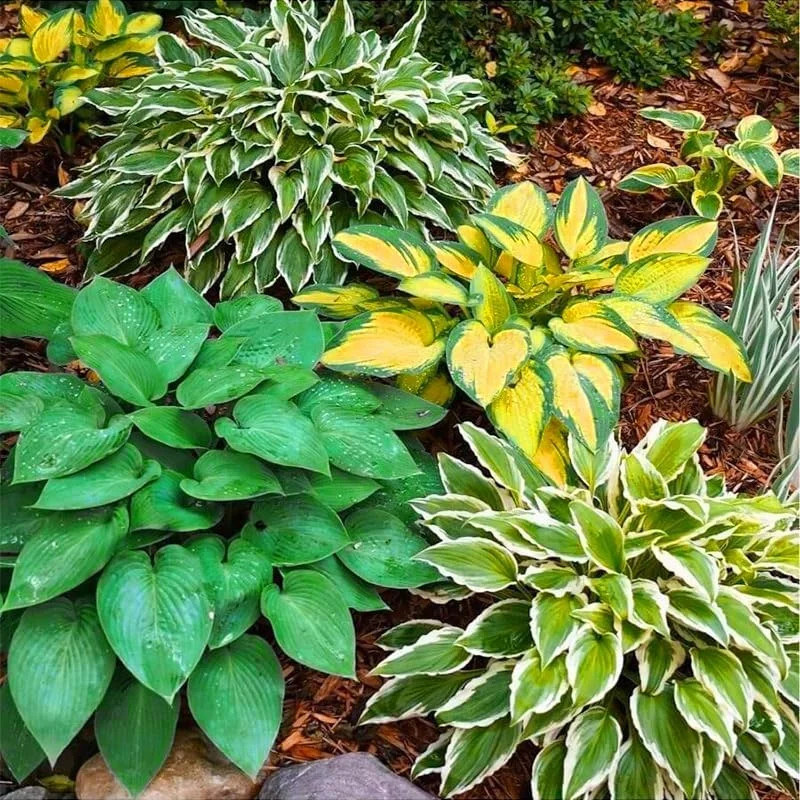 170+ Mix Hosta Seeds for Planting – Perennial Shade Garden Plant Seeds