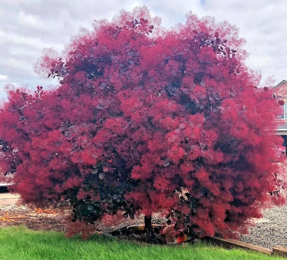Eupatorium Purple Smoke Live Plant – 6-12″ – 4″ Pot – Zones 4-9 – Purple Plumes