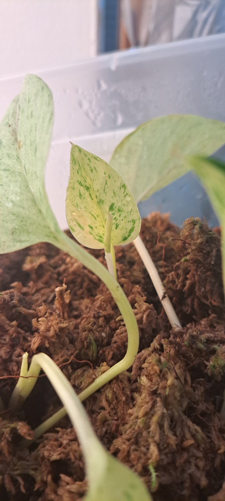 Snow Queen Pothos Rooted Cutting Plant High Variegation Marble Queen Houseplant