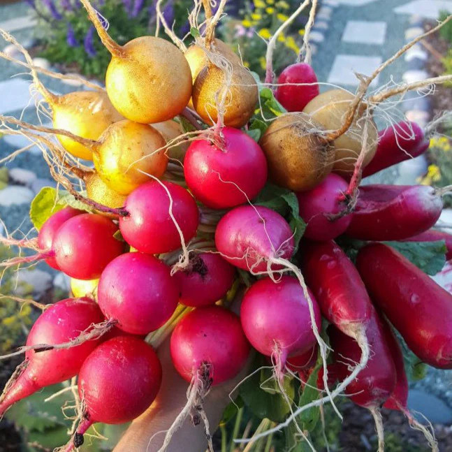 Crayon Colors Mix Radish Seeds | USA Garden Vegetable Rainbow Radishes Seed 2024