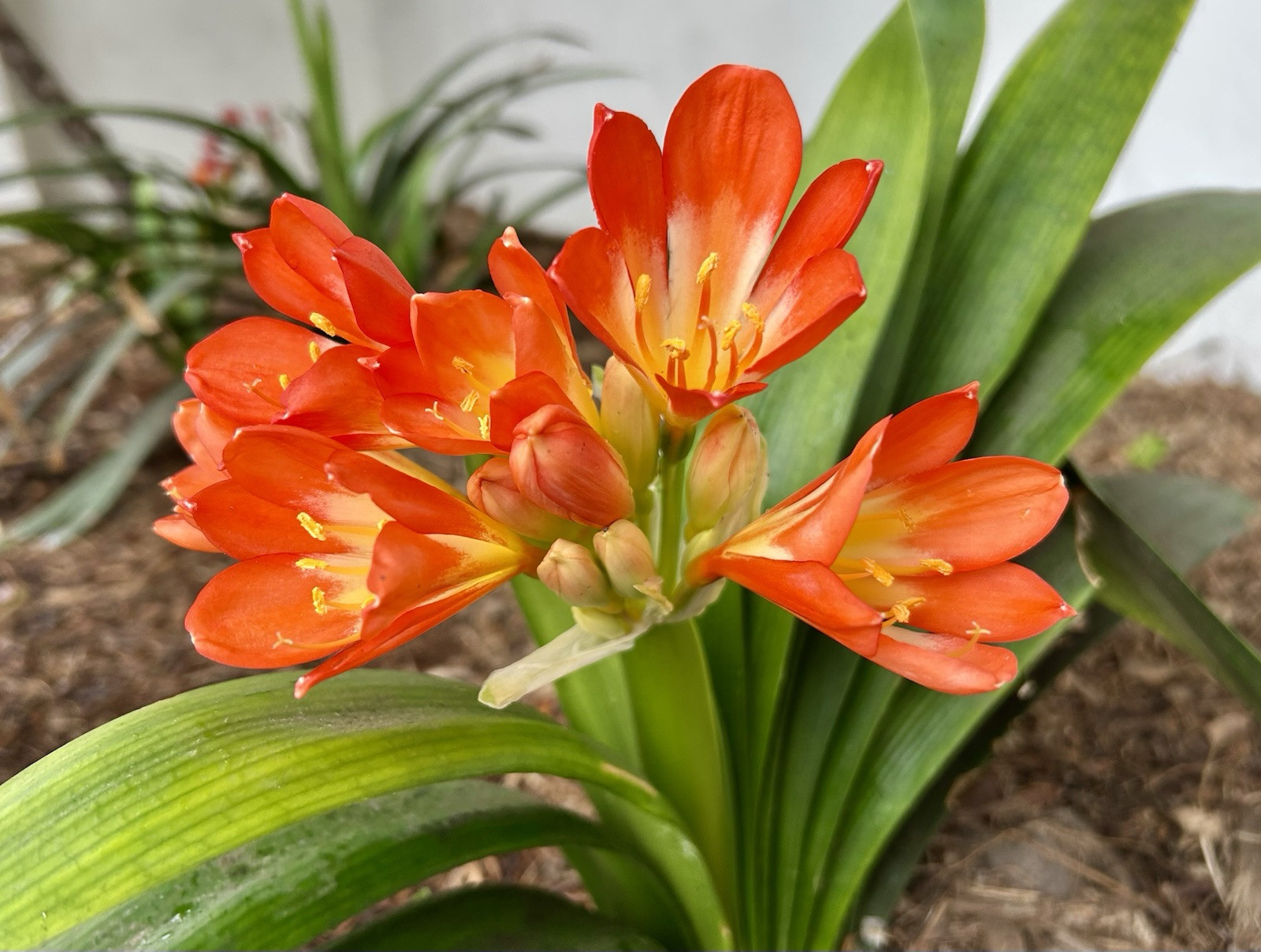 Clivia Miniata, Natal Lily – 4 Fresh Seeds – USA