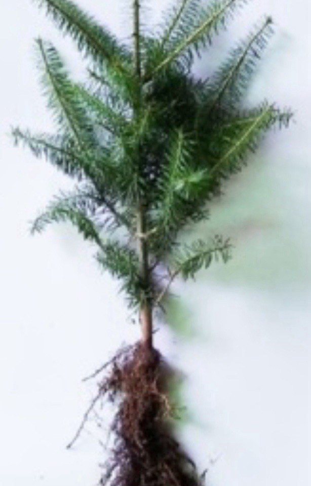 5- NORWAY SPRUCE TREES