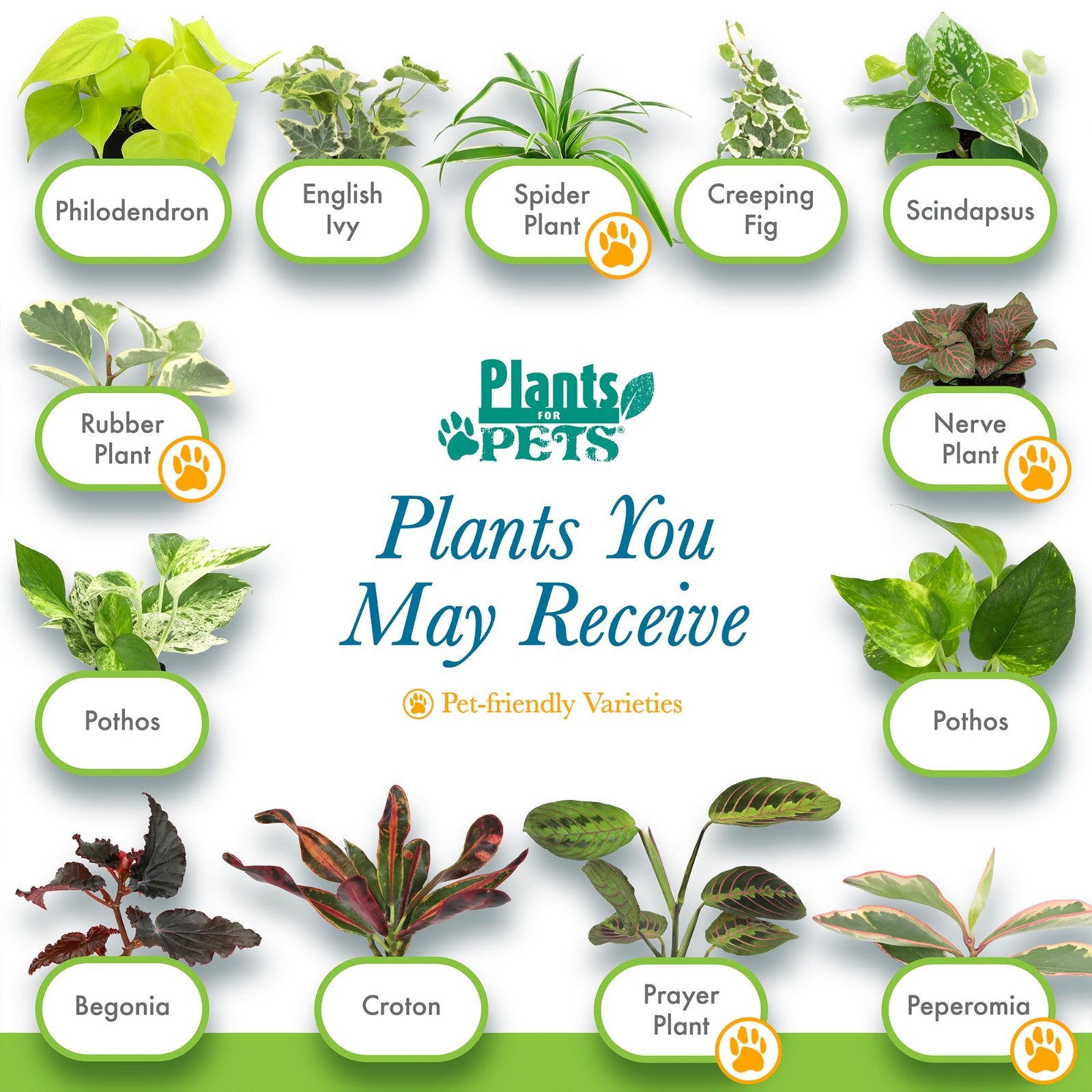 6 Pack Assorted Air Purifying Indoor Plants – Easy Care Houseplants in Pots