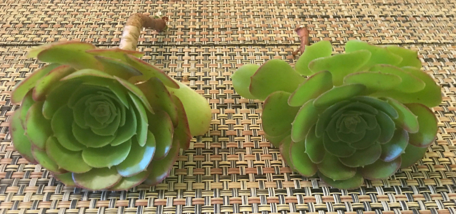 QUARTET (= A SET OF 4 DIFFERENT) AEONIUM CUTTINGS – 2″ (= 5 CM) DIAMETER