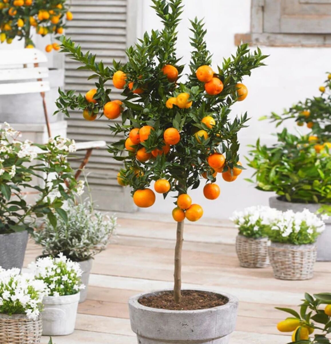 Navel Orange Tree – XL Up To 60″ Tall – Mature Fruiting Plant In 12″ Citrus Pot