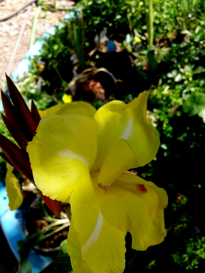 2 Orange /yellow Canna Lily King Humbert bog pond plant (not just a rhizome)