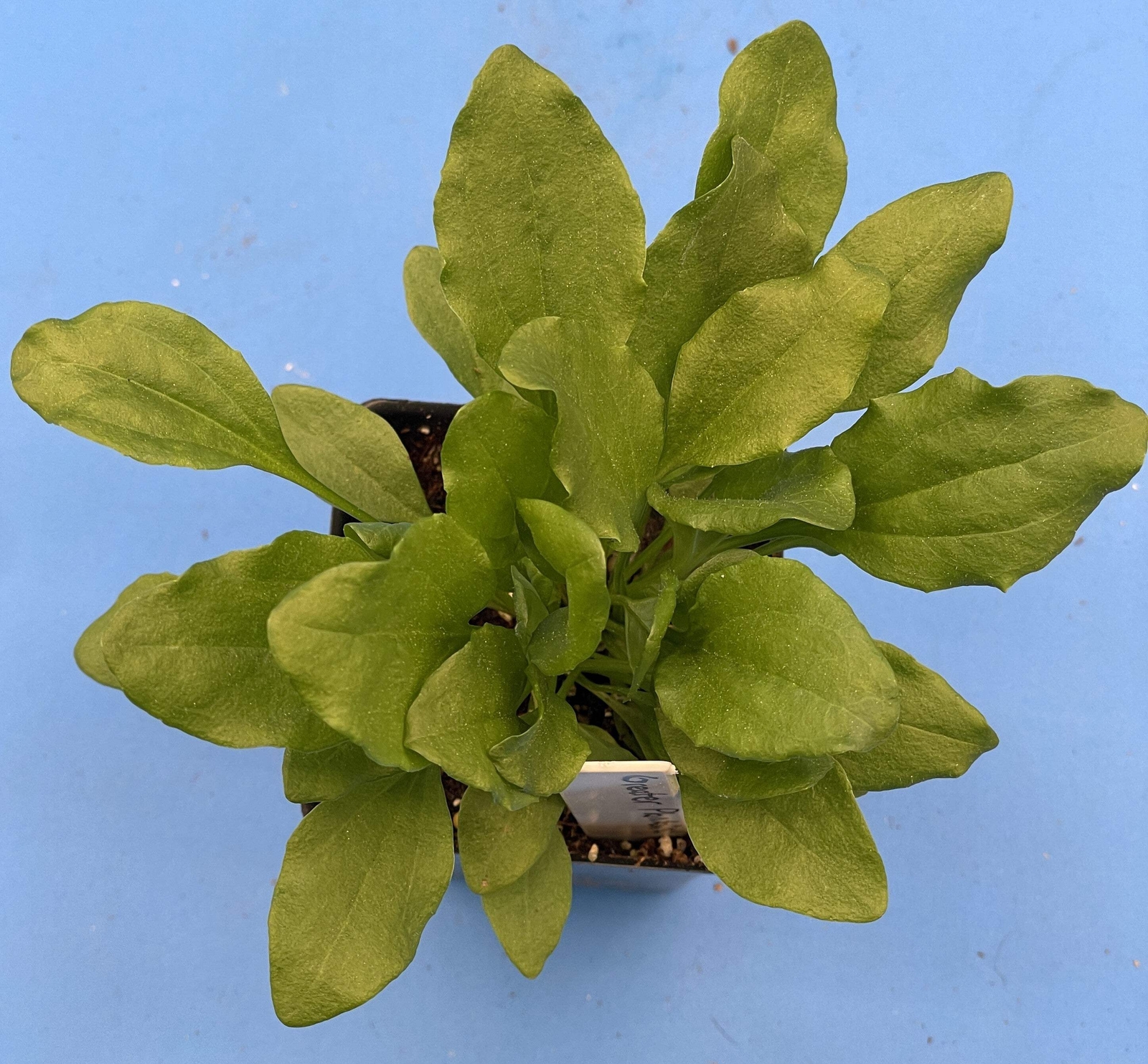 Greater Plantain Starter Plant – Plantago Major – Useful Plants