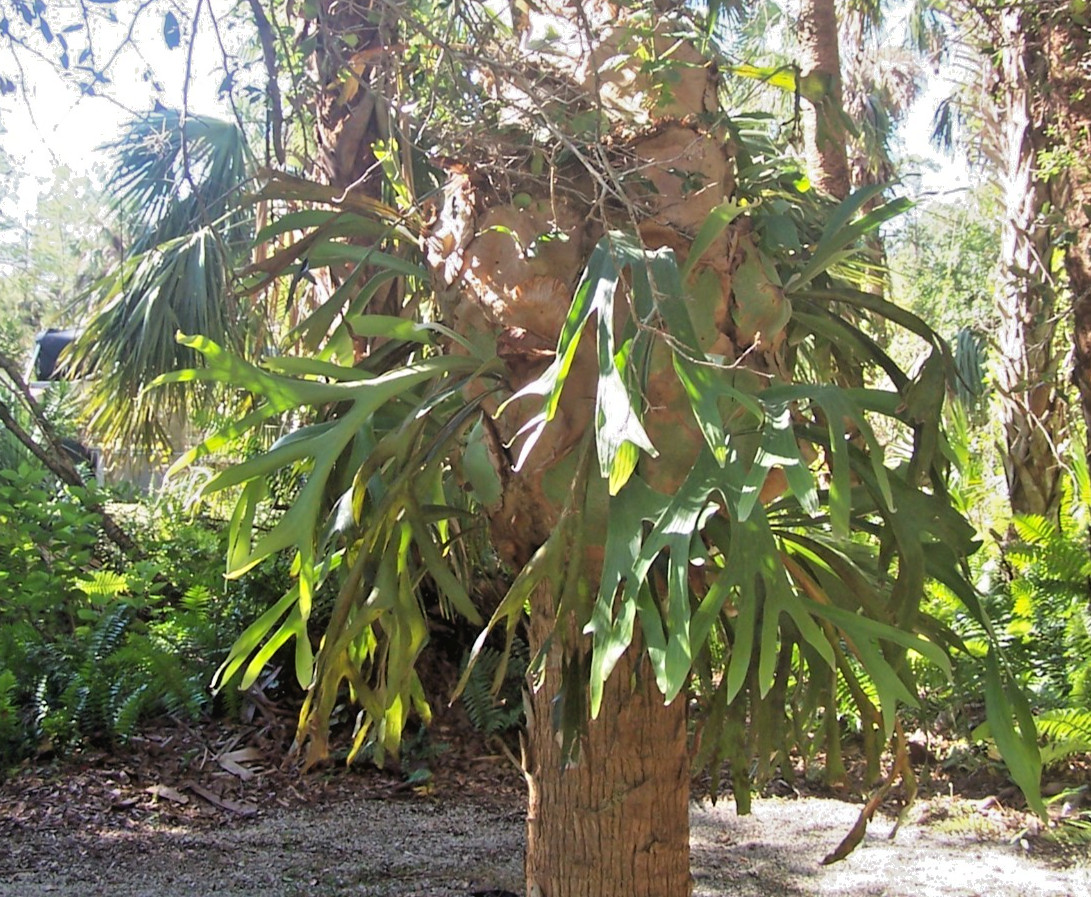 Live Plant Platycerium bifurcatum Staghorn Fern Large Bare Root Division