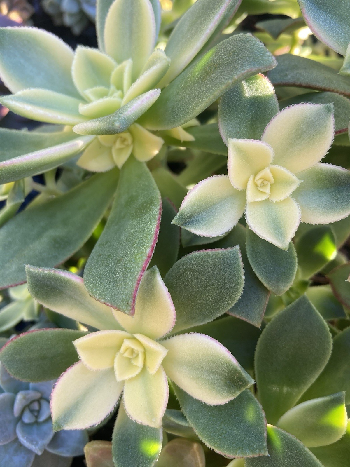 Lot of 3 Aeonium Haworthia ‘Kiwi’ Succulent Cuttings, 3-4″, no roots