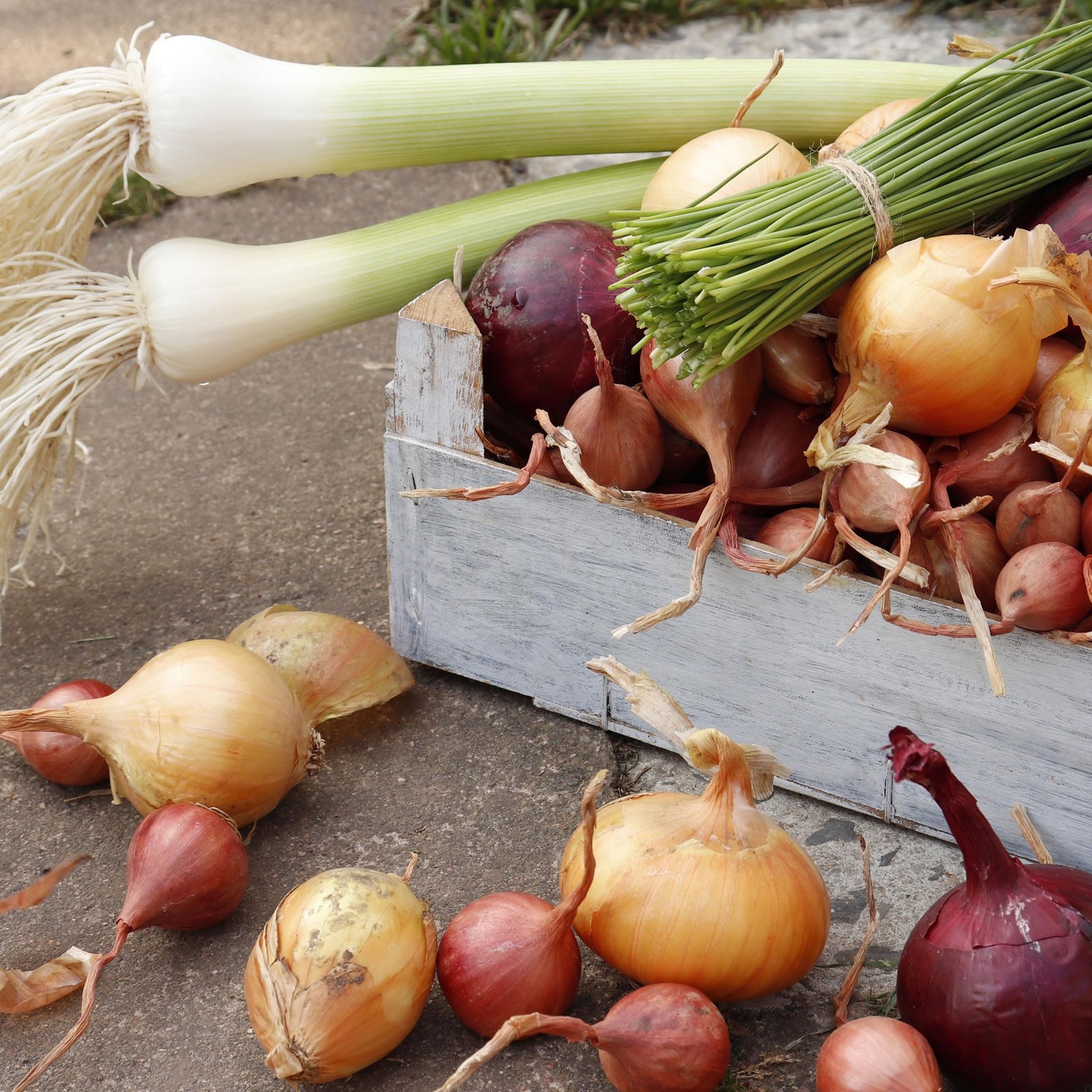 Mixed Onion Assortment 50 Plus Count Onion Sets – Red, White and Yellow Varie…