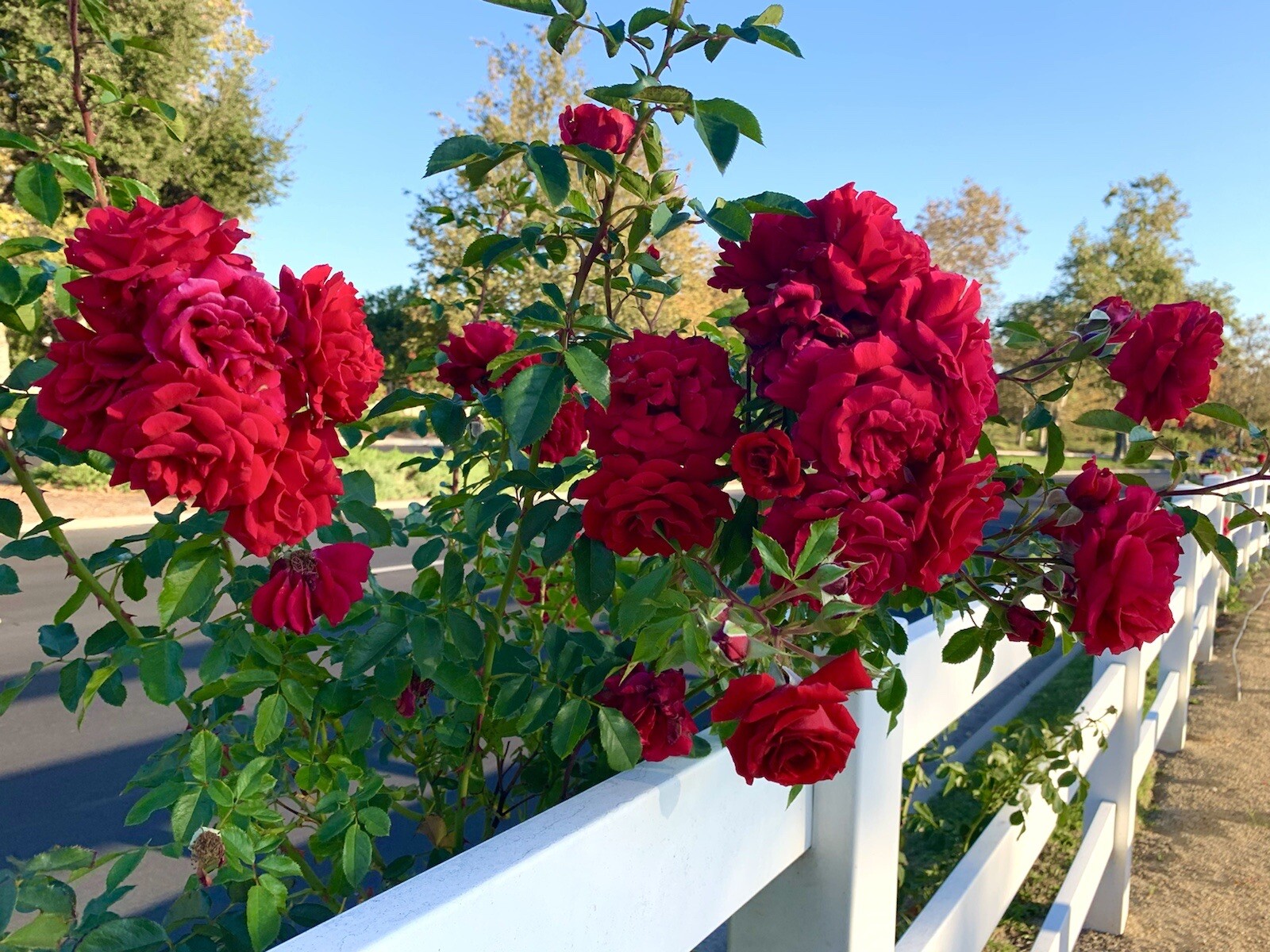 Fragrant Red Rose Bushes – 15 Seeds 2023 – USA