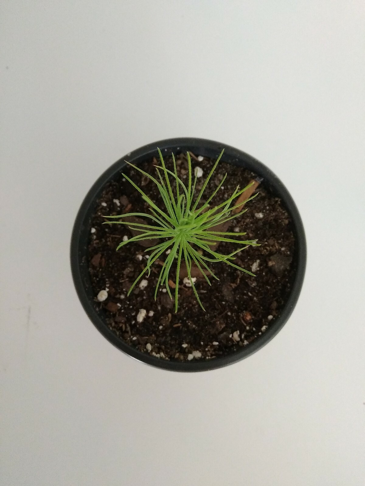 Loblolly Pine Tree, 4″ Pot