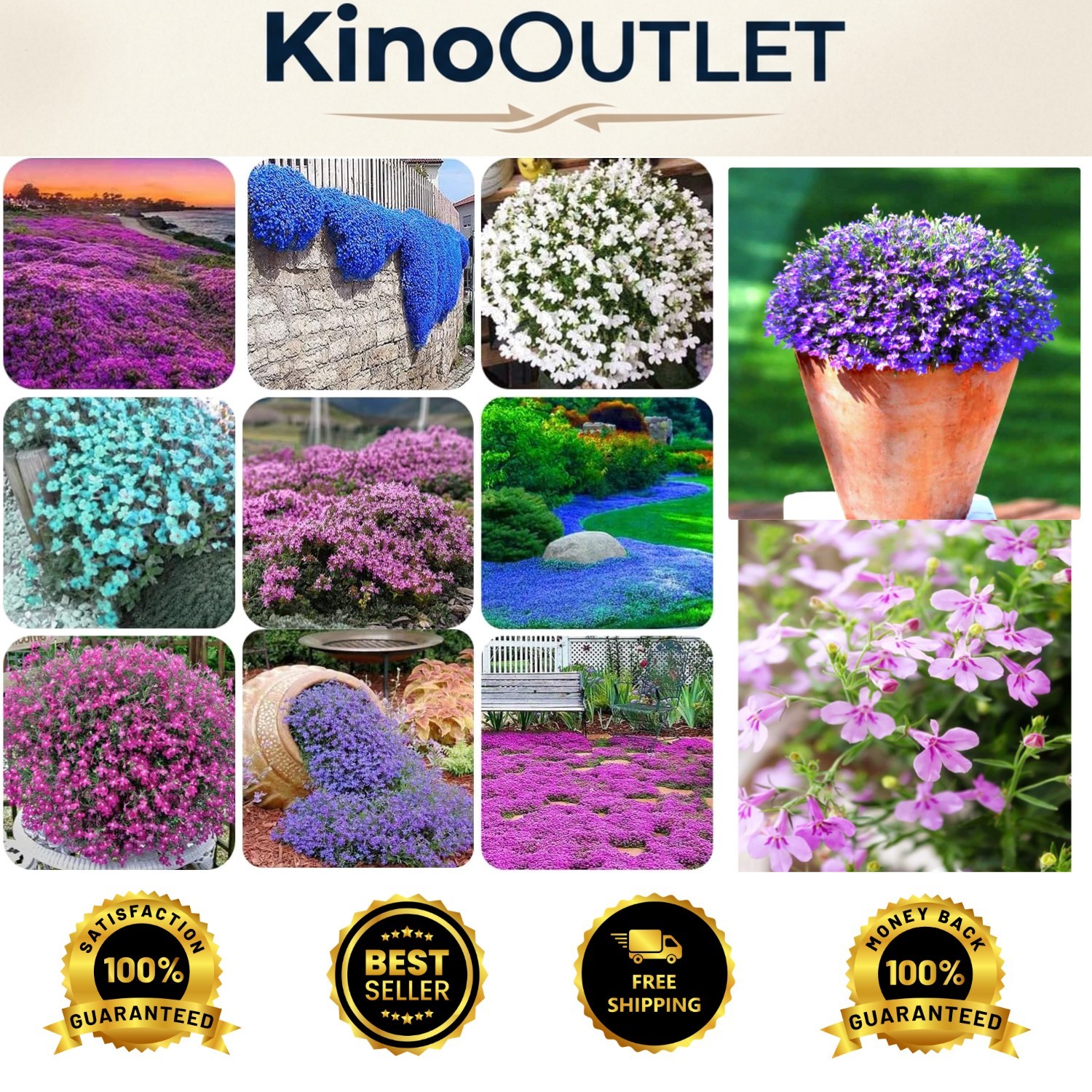 Attract Pollinators with 1000+ Mixed Creeping Thyme Seeds for Easy Planting