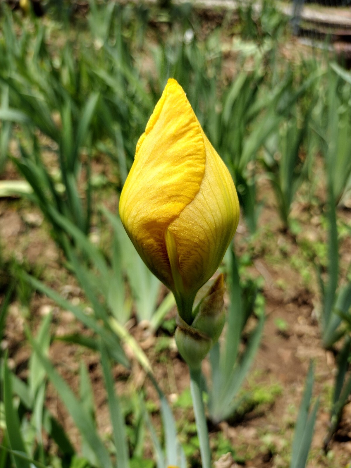 5x MIXED VARIETIES/COLORS BEARDED IRIS BULBS RHIZOMES