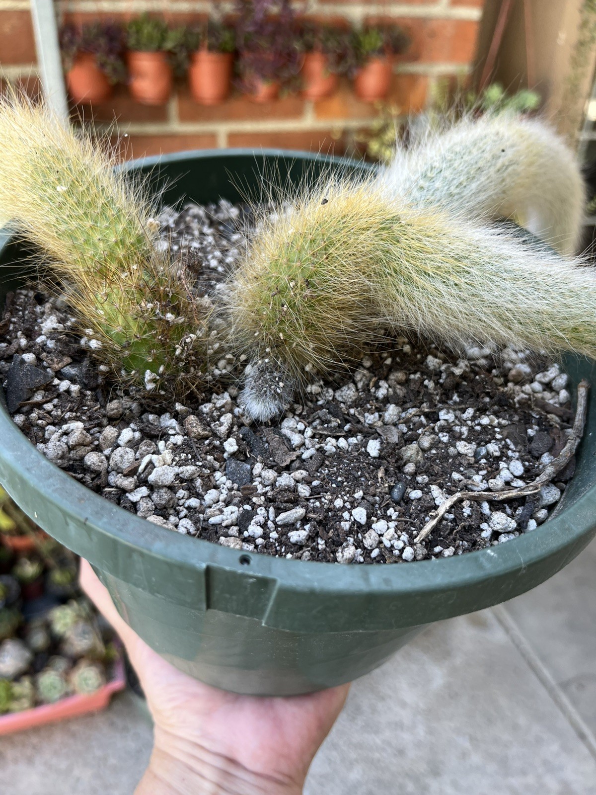 Monkey tail Cactus 🌵 with 3 cuttings 18/14/15 inch sizes is shipped without pot