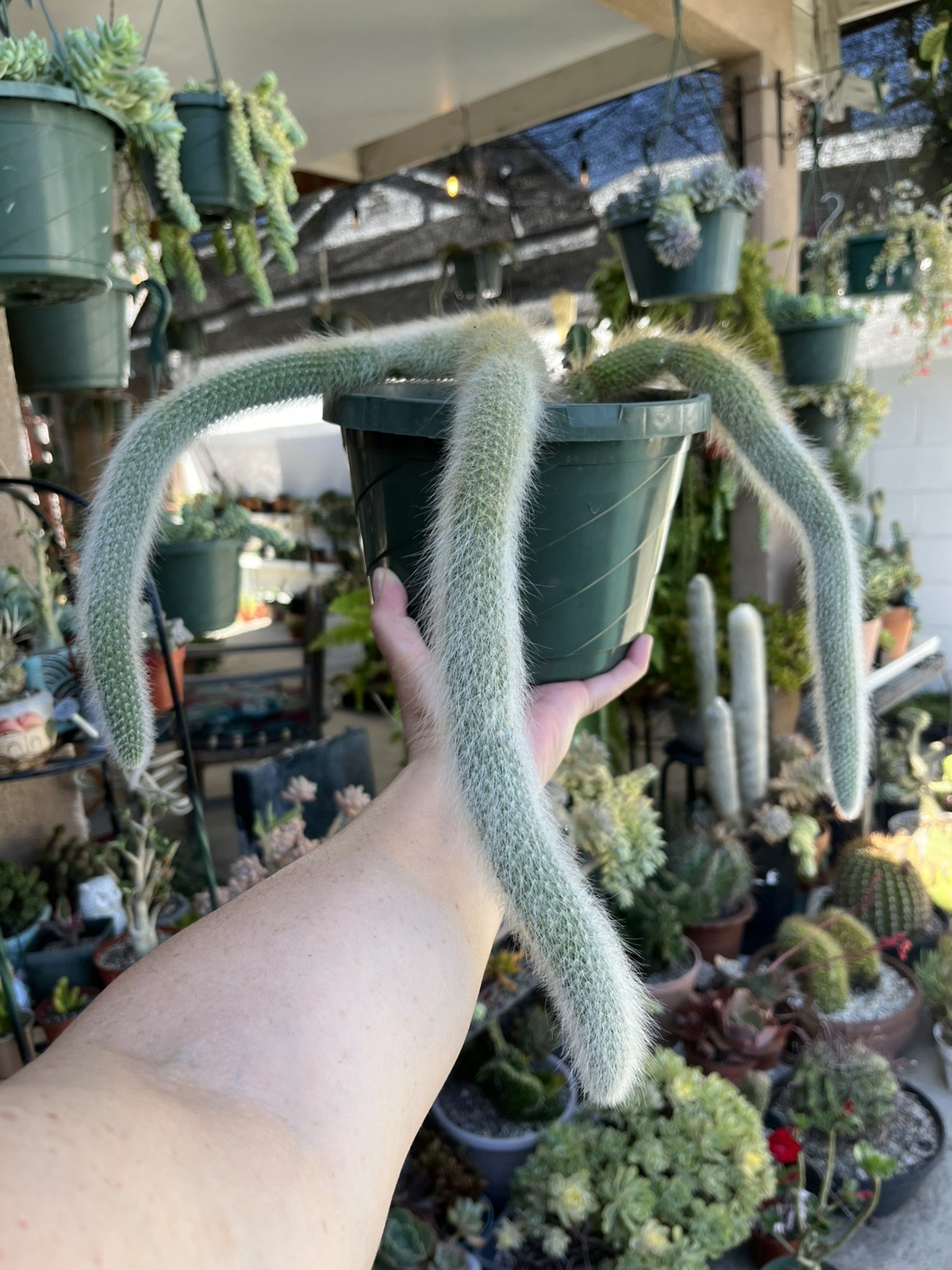 Monkey tail Cactus 🌵 with 3 cuttings 18/14/15 inch sizes is shipped without pot