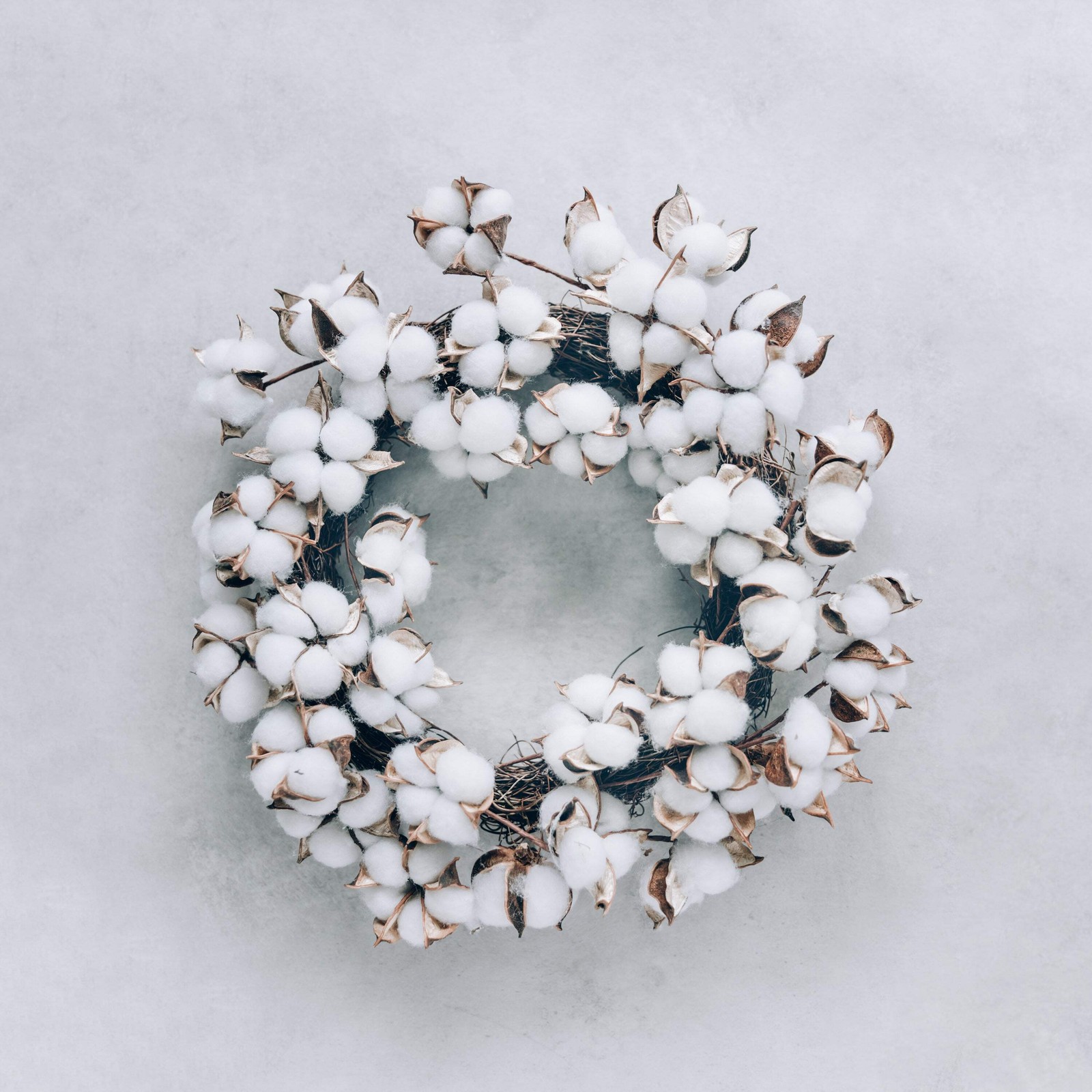 25 WHITE COTTON Gossypium Hirsutum Plant Seeds