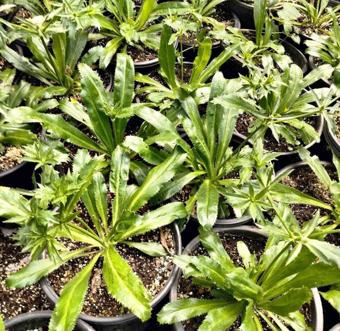 200+ SEEDS Culantro Seeds, Mexican Coriander CULANTRO RECAO Buy2get1free(add2)