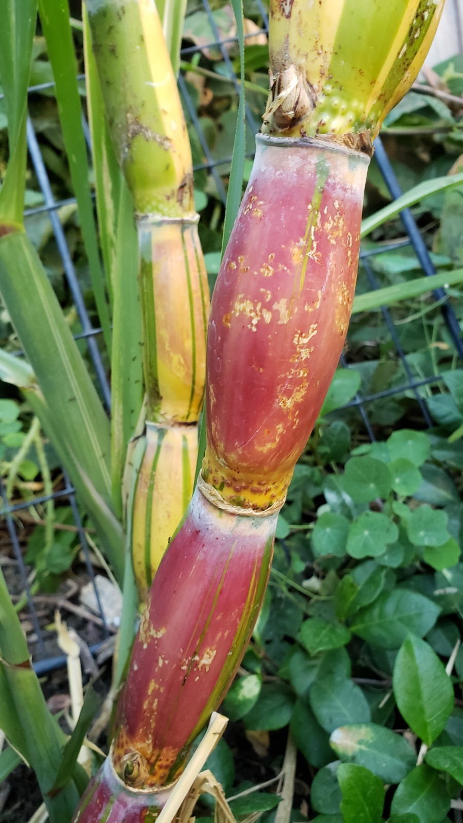 Buddha Belly Hawaiian Sugarcane