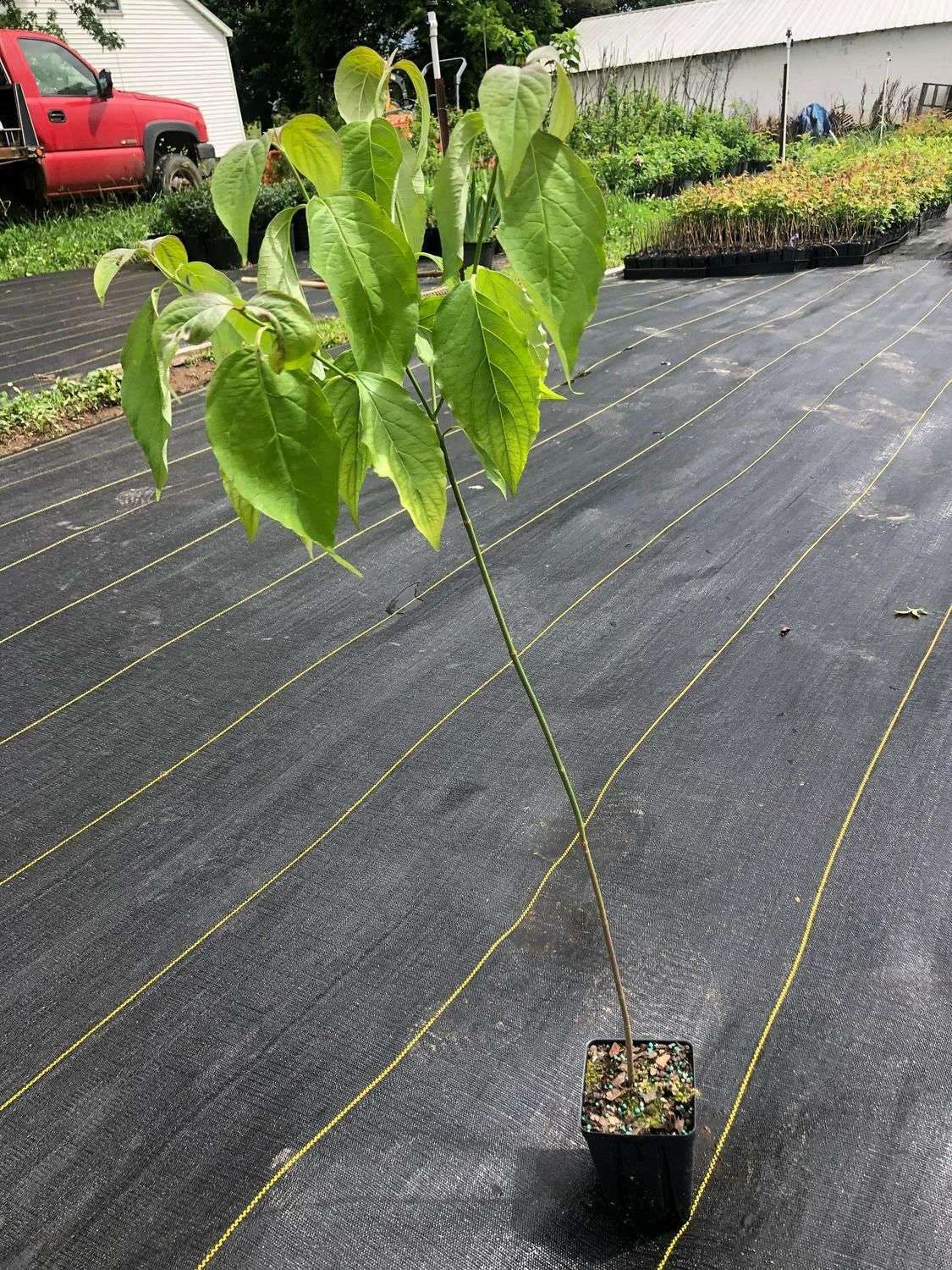 White Flowering Dogwood Tree – Live Potted Plant – Quart Pot – Cornus florida