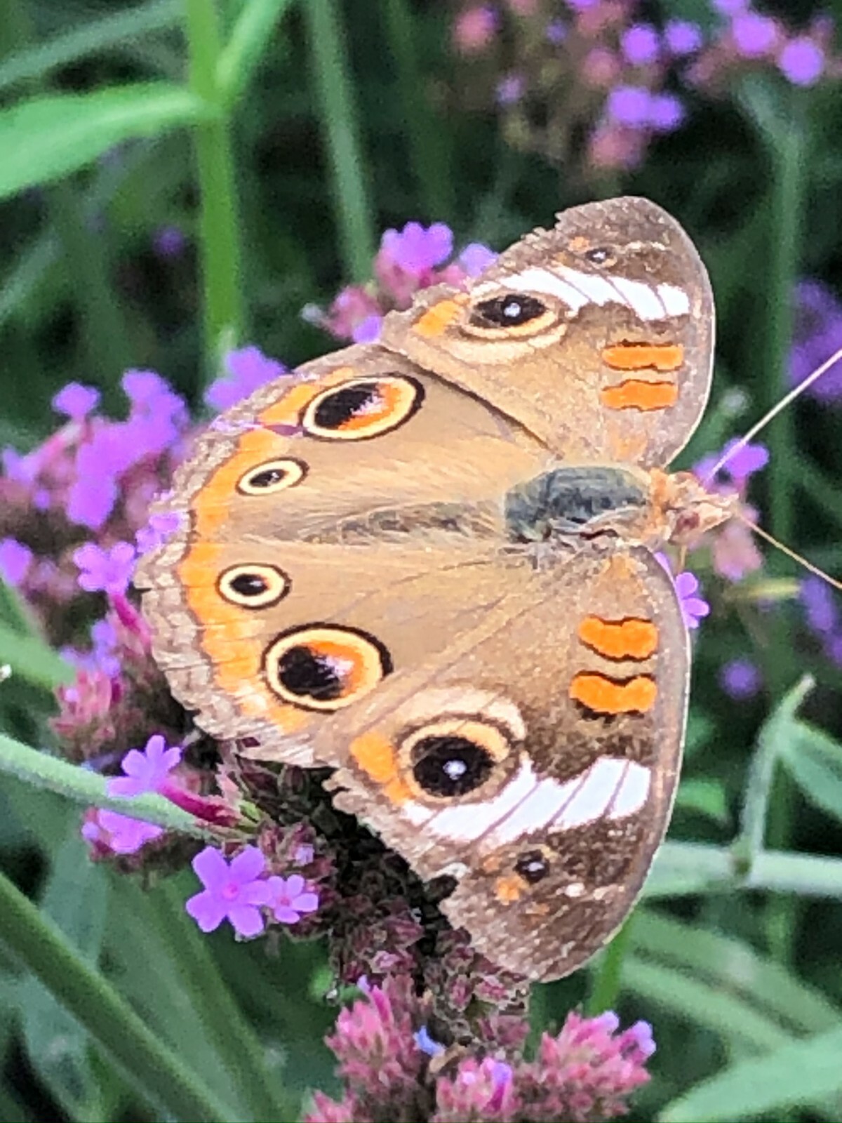 Verbena PURPLE MOSS Groundcover Perennial Fall Planting Dwarf Non-GMO 1000 Seeds