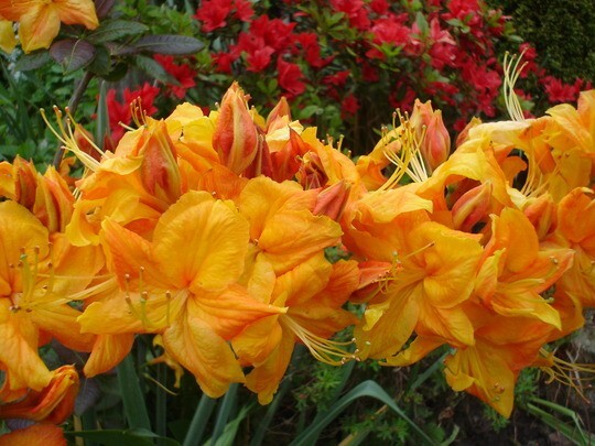 KLONDYKE~~Azalea Rhododendron~Well Rooted Starter Plant~MAY BE DORMANT!