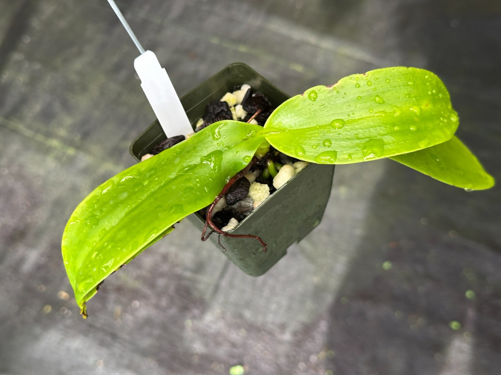 RARE/BIZZARE SE ASIA PHAL ORCHID SPECIES difformis OUT OF BLOOM