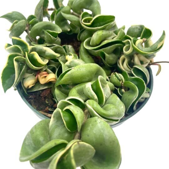 Variegated Hindu Rope, 6 inch, Hoya Compacta Carnosa, Very Rare Limited,