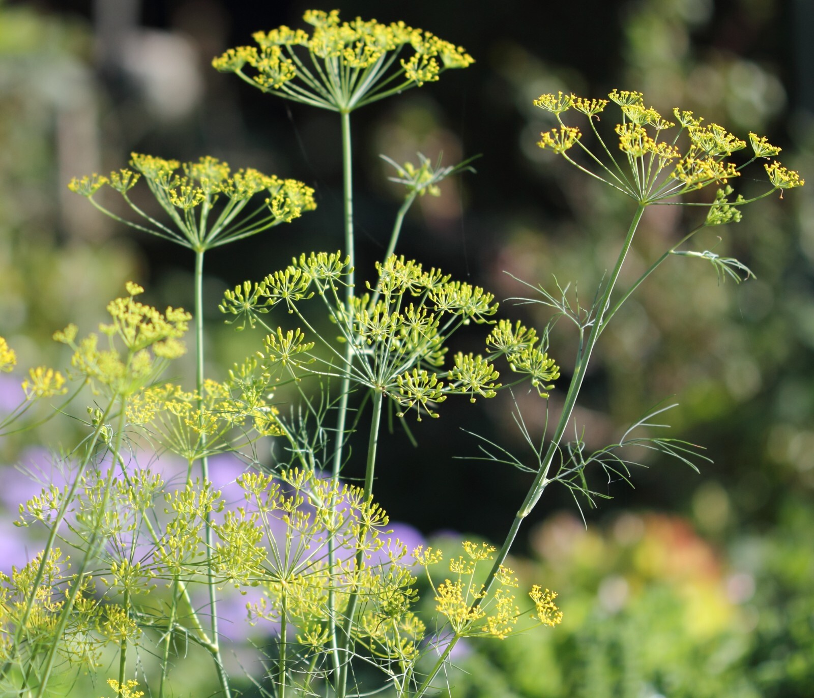 100 seeds Bouquet Dill ** heirloom and organic crop of 2024 **