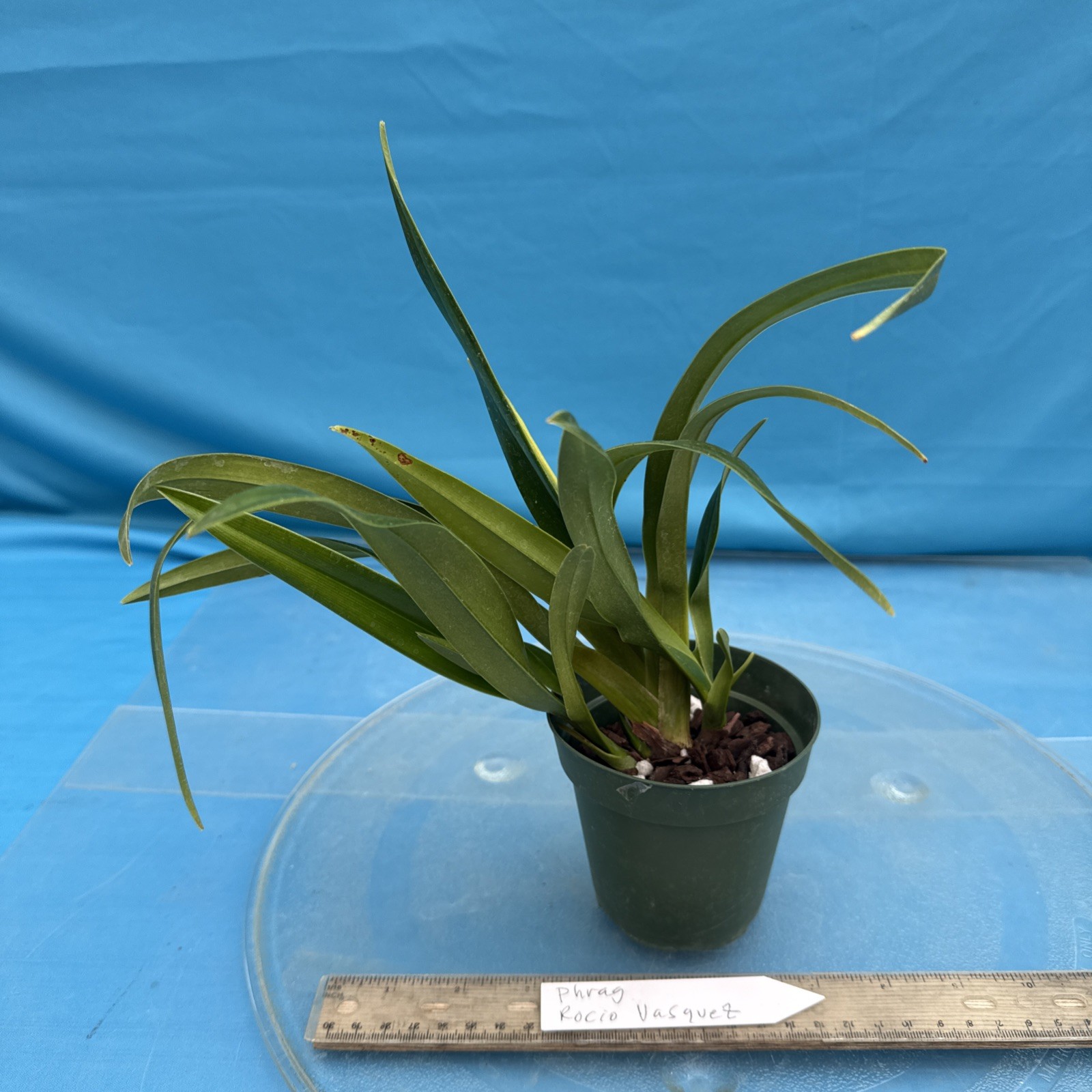 Phragmipedium Rocio Vasquez Red Amber Olive Bloom Size Orchid Hybrid 4” RePot