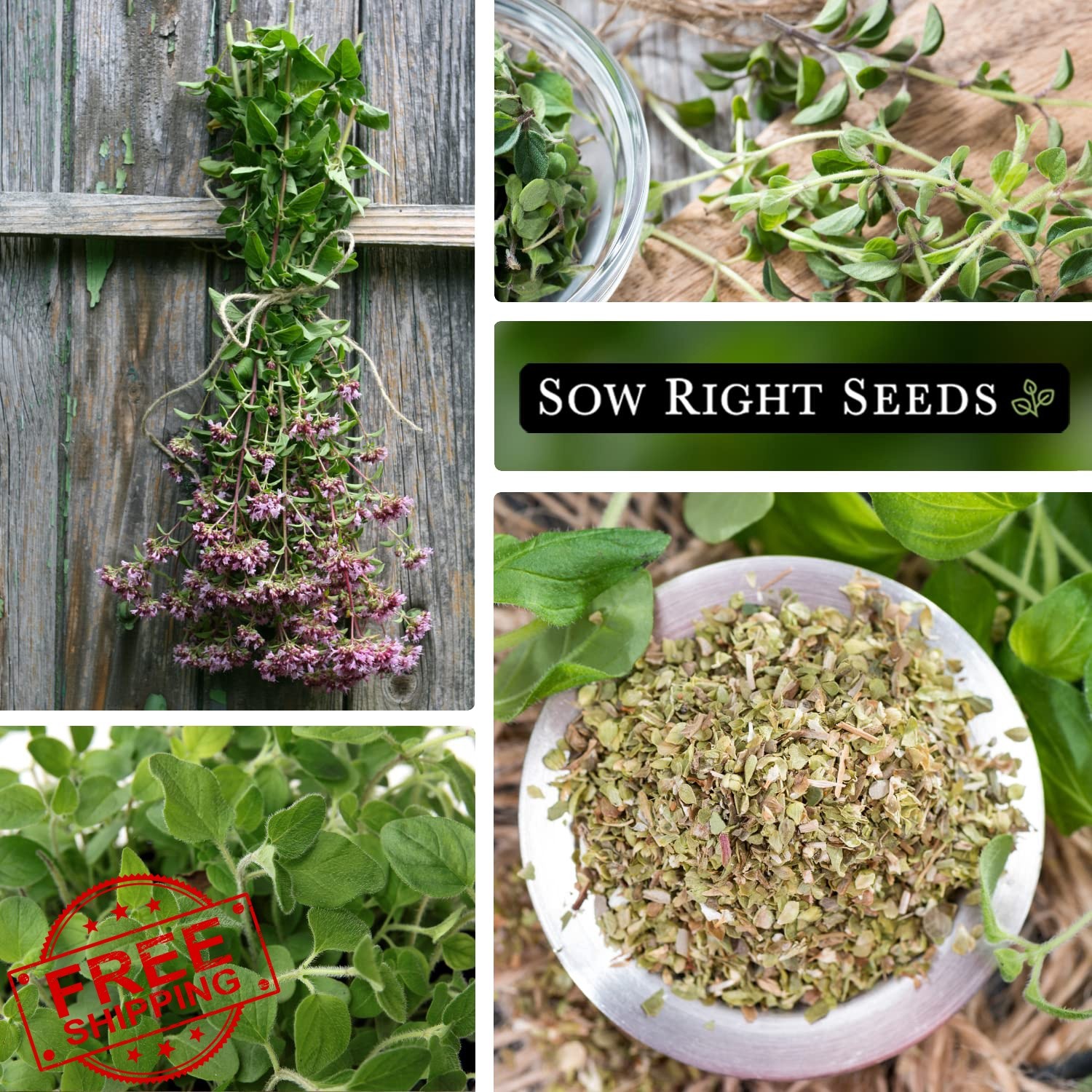 Sow Right Seeds Oregano 4 Seed Pack