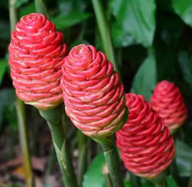 Shampoo Ginger Plant , Awapuhi Zingiber Zerumbet Plant 4 to 6 inch Tall