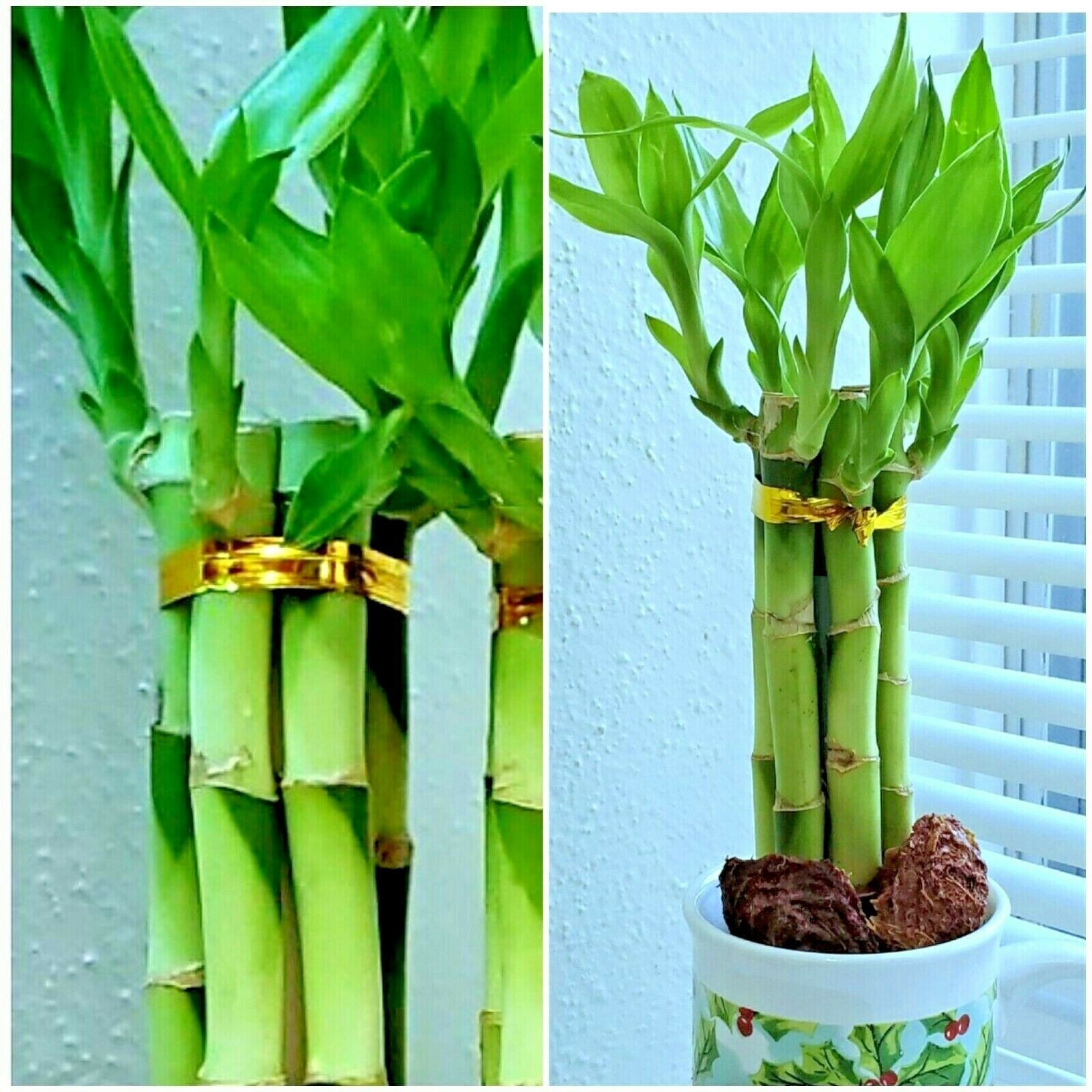 LUCKY BAMBOO 6 stalks 8 inches FREE BUTTERFLY STAKE, Indoor, Perennial, Gift