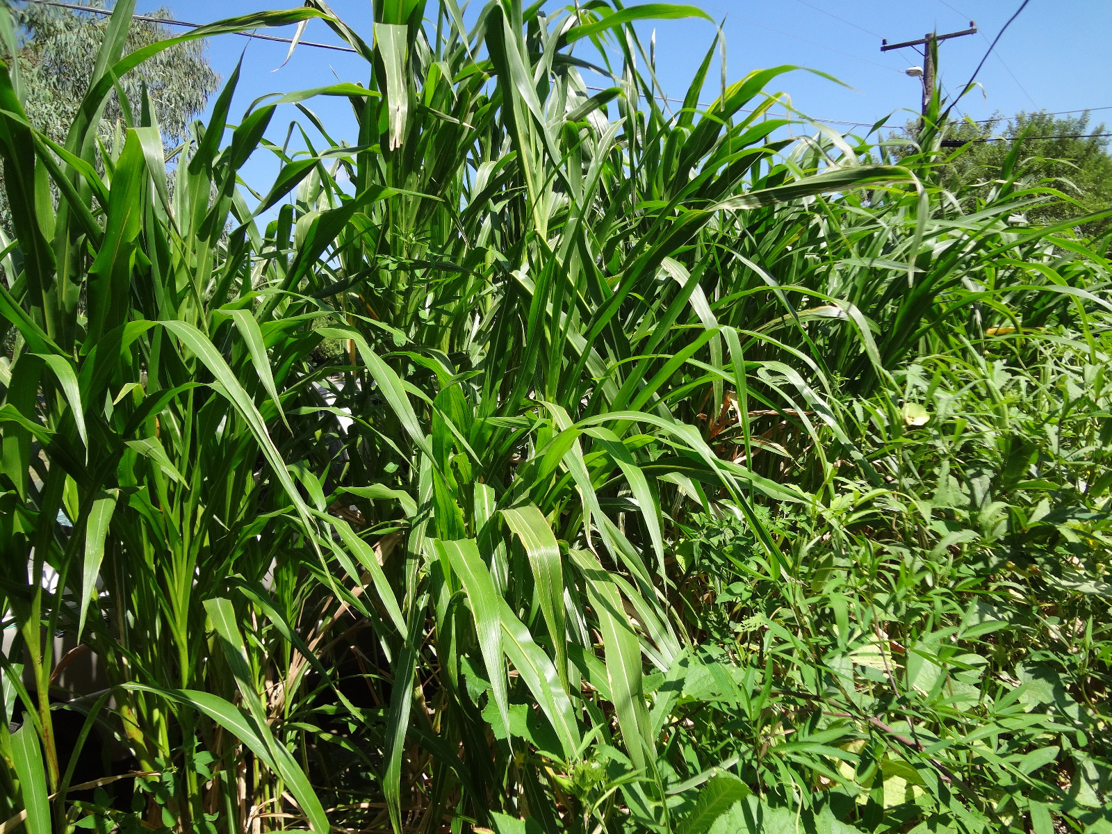 TEOSINTE Nitrogen-Fixing Corn Ancestor (Zea mays ssp. mex./parviglumis) SEEDS