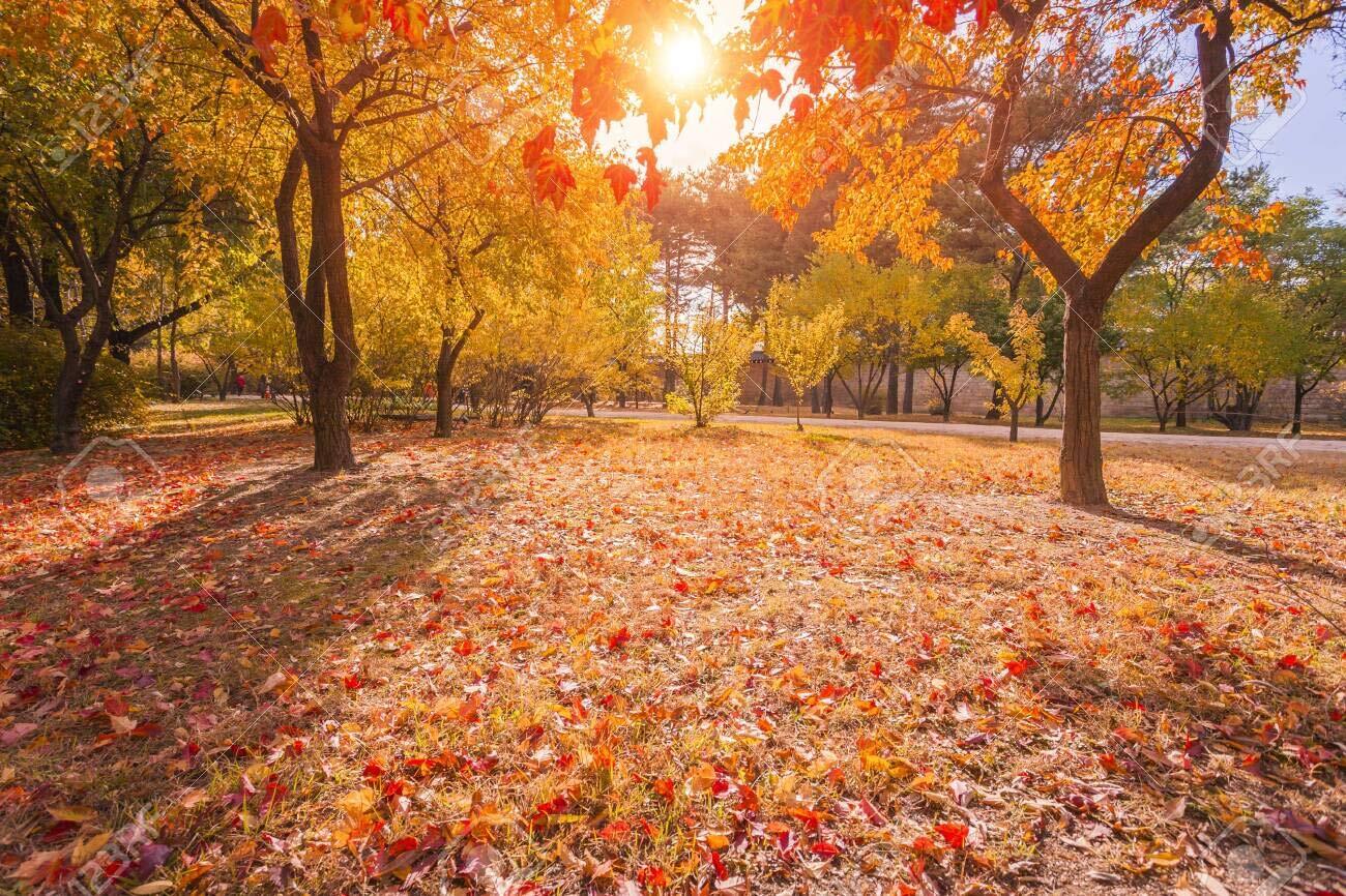 Sugar Maple Tree Seeds for Planting – 20+Seeds to Grow – Vibrant Yellow Fall Lea